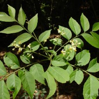 Clausena anisata (Willd.) Hook.f. ex Benth.